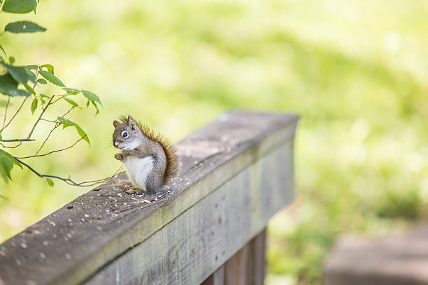istock What You Lookin' At 537307390