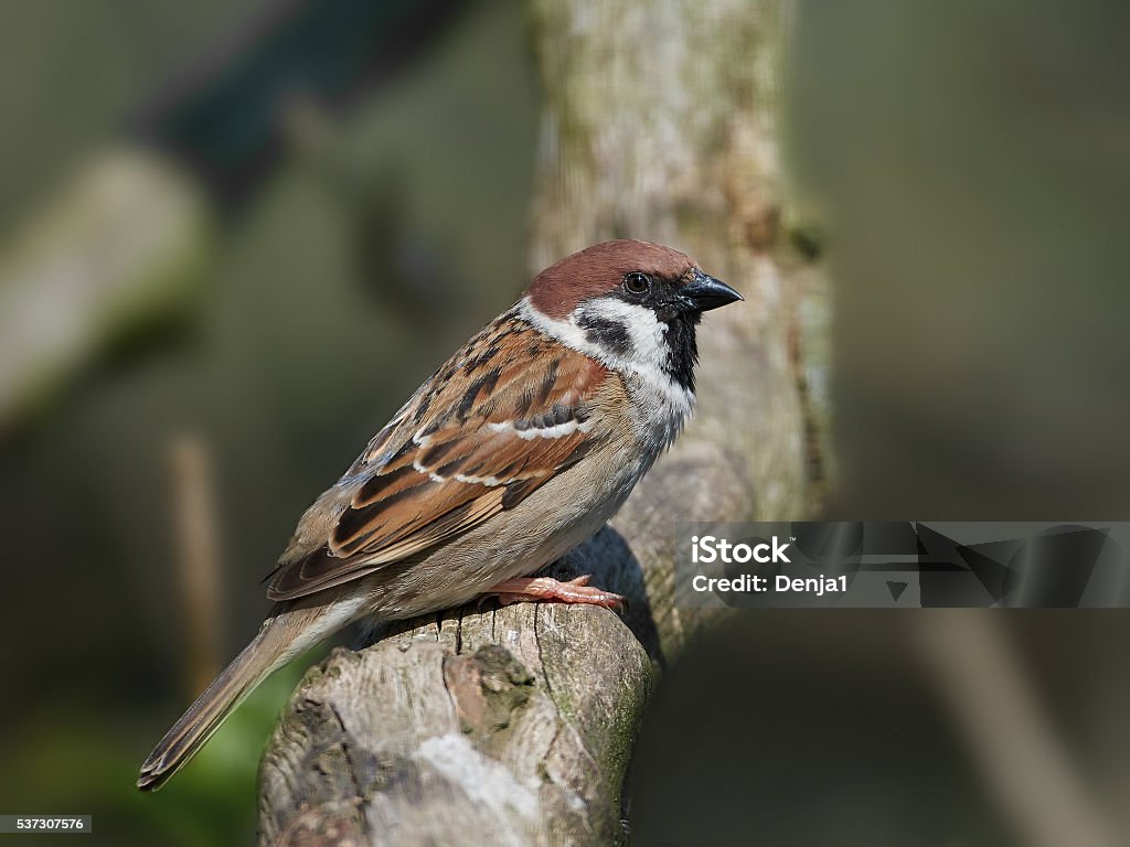 Eurasian tree sparrow (Passer montanus) Eurasian tree sparrow  sitting on a branch with vegetation in the background Animal Stock Photo