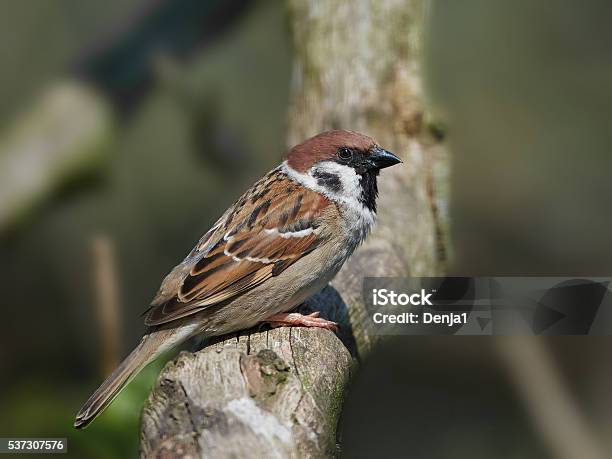 Eurasian Tree Sparrow Stock Photo - Download Image Now - Animal, Animal Wildlife, Bird