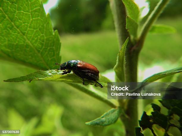 Cockchafer On A Leaf Stock Photo - Download Image Now - Animals In The  Wild, Antlion, Beetle - iStock