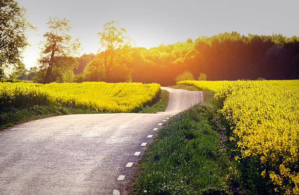 Campo di colza giallo  - foto stock