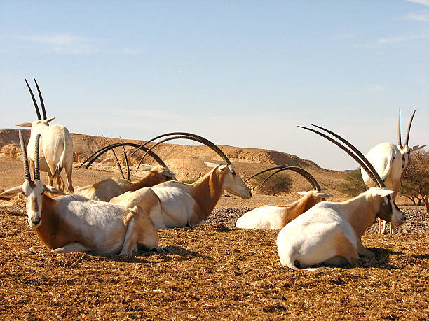 oryx da arábia - arabian oryx - fotografias e filmes do acervo