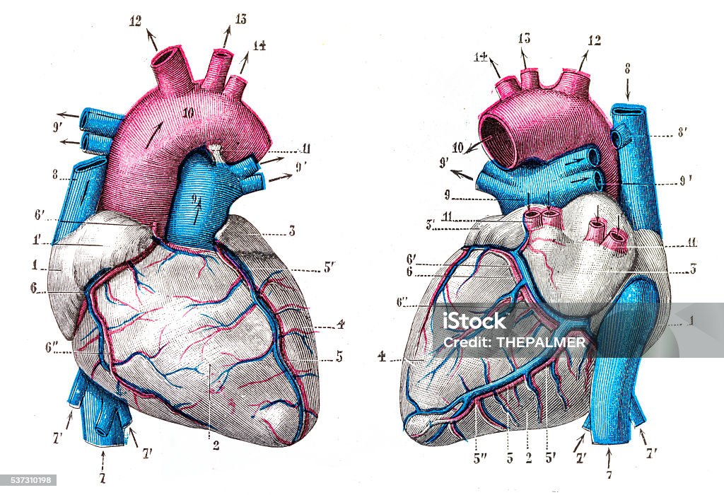 Heart anatomy engraving 1899 Elementary Course of Natural Sciences Anatomy stock illustration