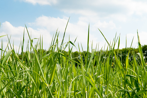 The closeup and top view of the fresh shoots of a cereal field.