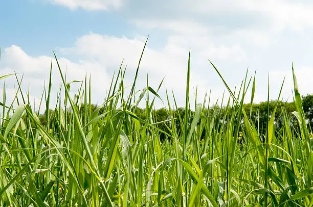 Photo of Long grass in a field with sunlight