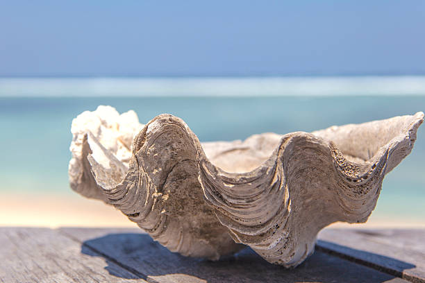istock Indonesian Gili Trawangan Beach 537310938