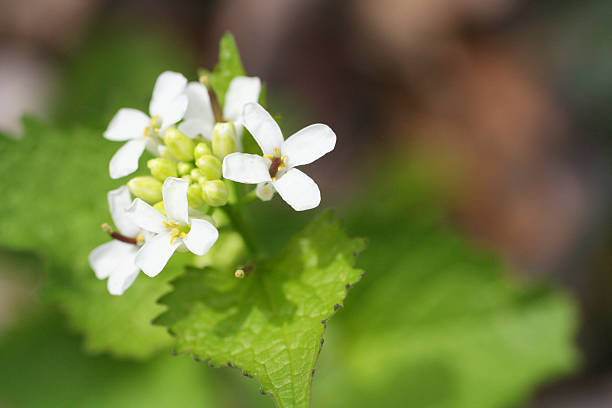 istock Garlic Mustard Alliaria petiolata 537311524