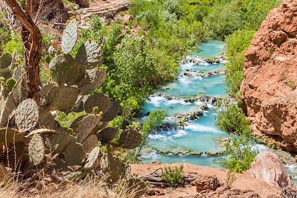 Cactus Above Havasu Creek Prickly pear cactus on the cliffs above turquoise Havasu Creek on the Havasupai Indian Reservation in the Grand Canyon. harasu canyon stock pictures, royalty-free photos & images