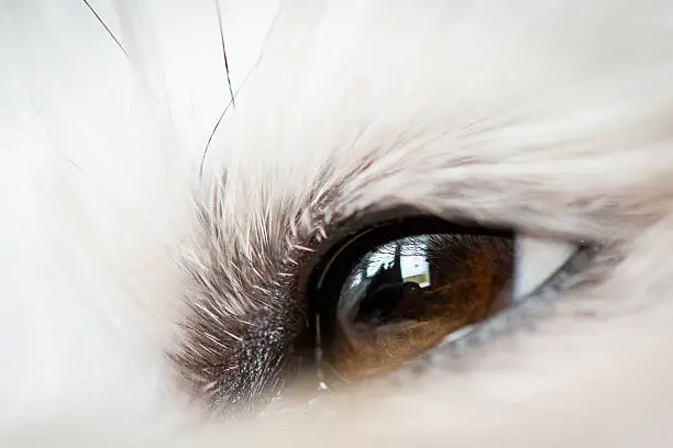 The eye of a white Havanese shot with a macro lens.