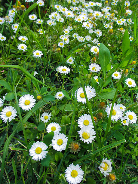 istock Glade of camomiles 537312808