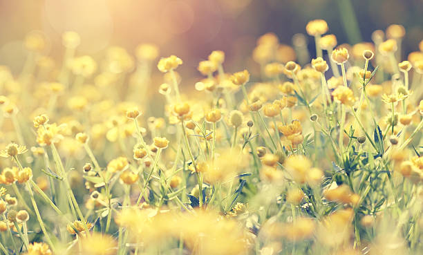istock Background with yellow flowers of a buttercup 537313422