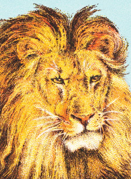 illustrations, cliparts, dessins animés et icônes de lion - circus lion