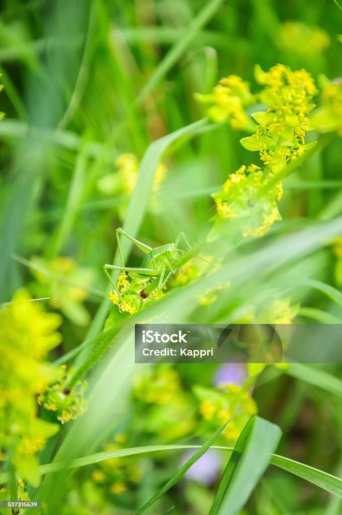Grasshopper Grasshopper hanging on a leaf in the field 2015 Stock Photo