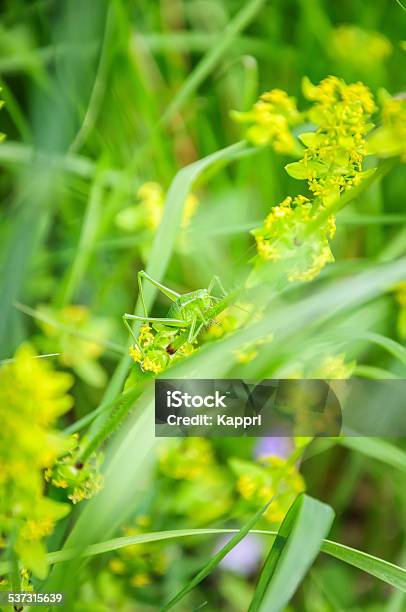 Grasshopper Stock Photo - Download Image Now - 2015, Agricultural Field, Agriculture