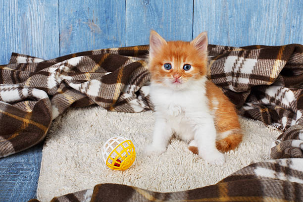 istock Red orange kitten at blue wood 537315672