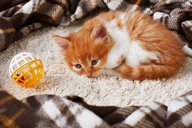 istock Red orange kitten at blue wood 537315786