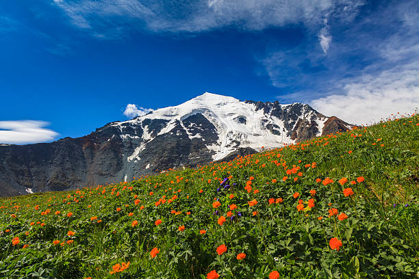 istock Beautiful mountain landscape with flowers and blue sky 537315981