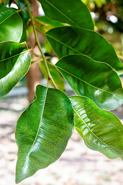 abstracto fondo con hojas de ficus del árbol. - beech leaf isolated leaf new fotografías e imágenes de stock