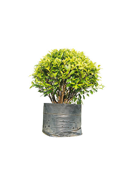 istock Ficus altissima Blume in bag black isolated on white 537316758