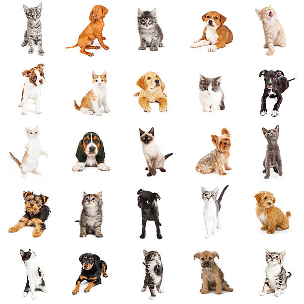 istock Large Group of Puppies and Kittens 537317304