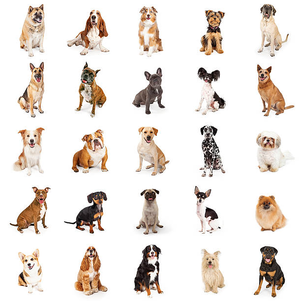 Large Collection of Common Breed Dogs Large group of common purebred dogs sitting. Square format can be made into repeating pattern yorkshire terrier dog stock pictures, royalty-free photos & images