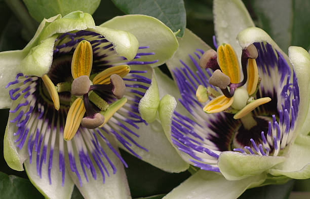 istock Opening buds of Passiflora 537317326