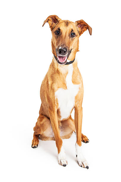 istock Happy Whippet Crossbreed Dog 537317384