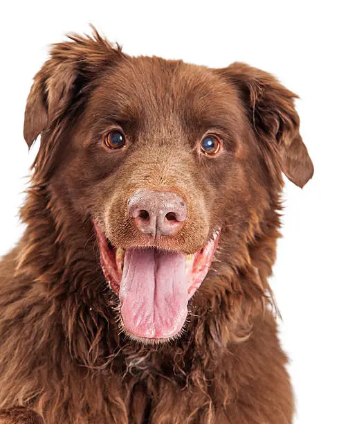 Portrait of happy and smiling brown color mixed large breed dog