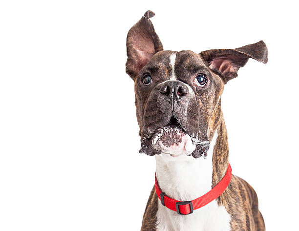 French bulldog dog licking his muzzle