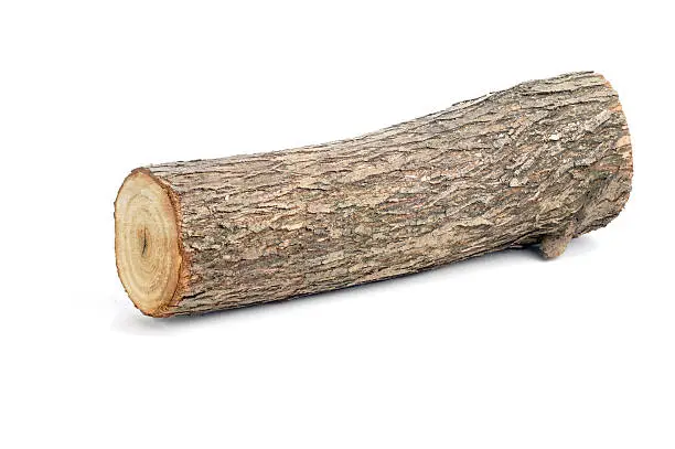 one willow log isolated over white background