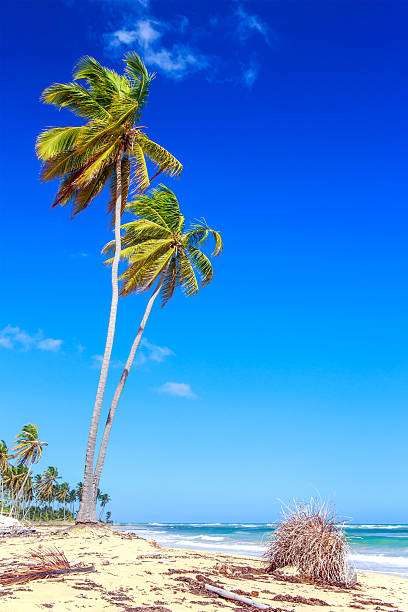 istock Palm trees in Dominican Republic 537318057
