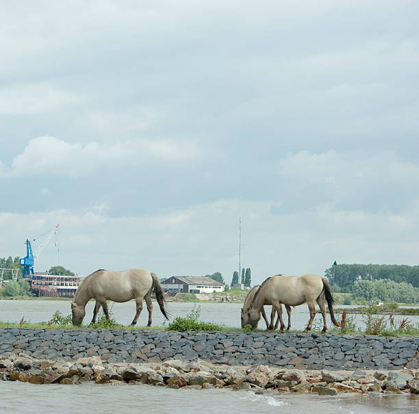 konik konie w millingerwaard (holandia) - millingerwaard zdjęcia i obrazy z banku zdjęć