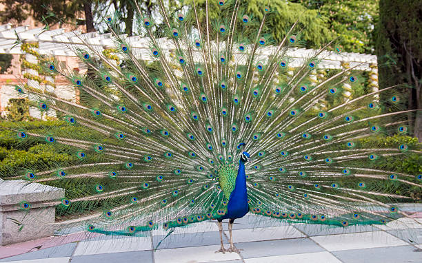 istock Male peacock with deployed feathers at urban park 537318486