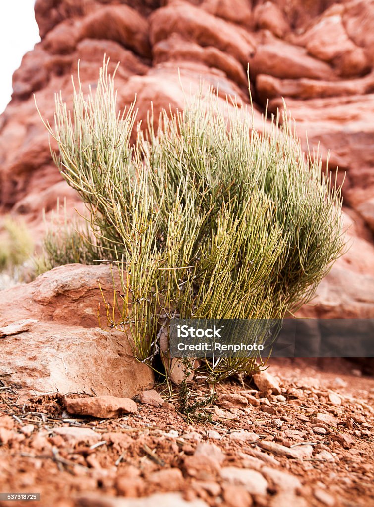 Ephedra Plant in Arches National Park 2015 Stock Photo