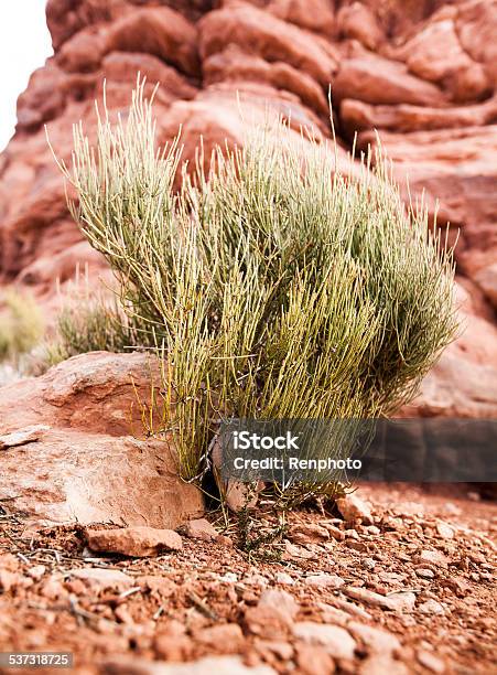 Ephedra Plant In Arches National Park Stock Photo - Download Image Now - 2015, Arches National Park, Day