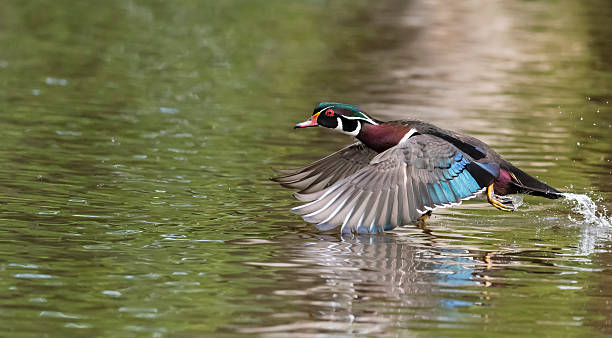 istock Wood Duck in flight, Aix Sponsa, male bird in spring 537318898