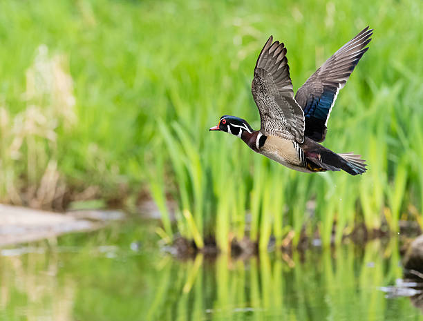istock Wood Duck in flight, Aix Sponsa, male bird in spring 537319040