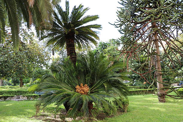 Cycas revoluta in the Giardini Pubblici in La Spezia, Italien Cycas revoluta in the Giardini Pubblici in La Spezia, Italien araucaria araucana flower stock pictures, royalty-free photos & images