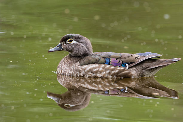 Female Wood Duck with breeding color in spring.