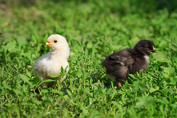 istock black and white chicken walking on green grass 537319884