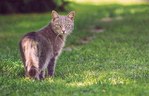 Katze schaut zurück – Foto