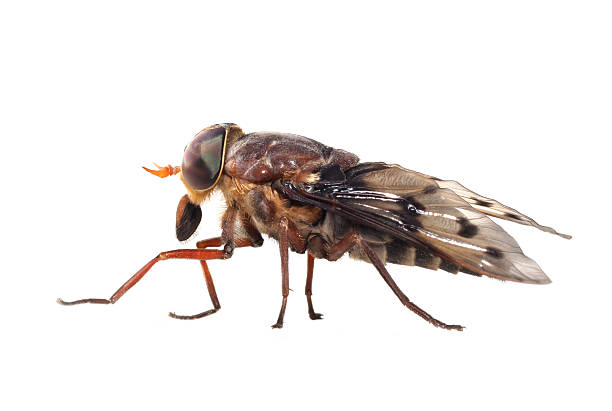 istock Profile of Horse Fly Isolated on White 537320960