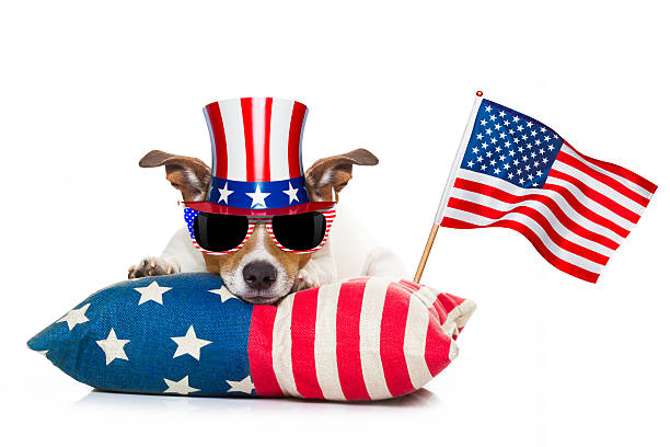 istock 4th of july independence day dog 537321118