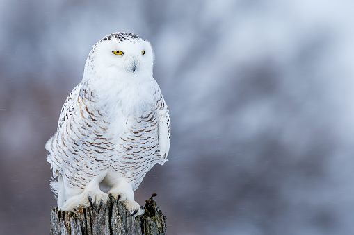 Snowy Owl - Bubo scandiacus, female perched on a stump during a snowfall.