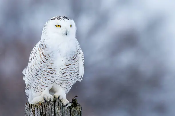 Photo of Snowy Owl - Bubo scandiacus
