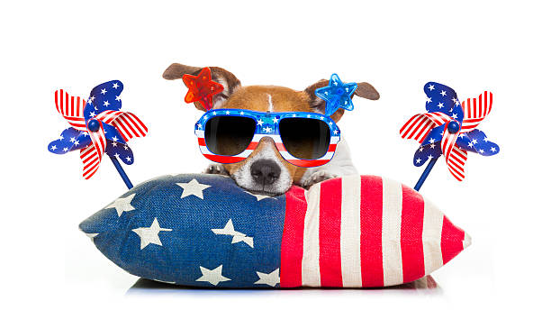istock 4th of july independence day dog 537321254