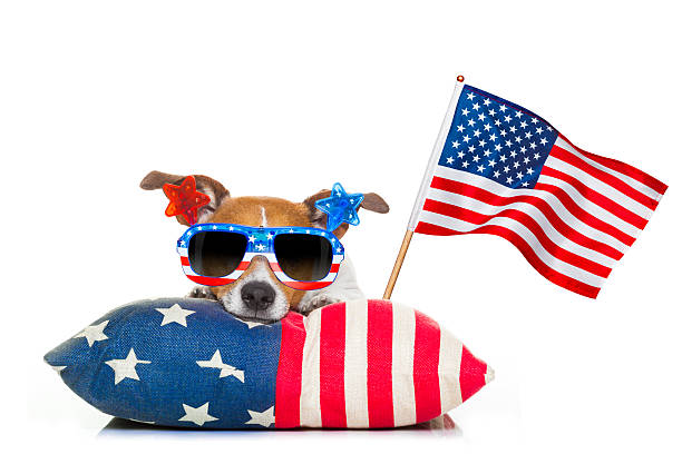 istock fourth of july independence day dog 537321454