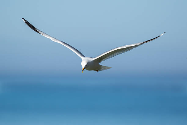 istock Ring-billed Gull - Larus dalawarensis 537321504
