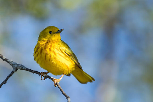 istock Yellow Warbler - Setophaga petechia 537321570