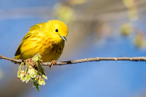 istock Yellow Warbler - Setophaga petechia 537321598